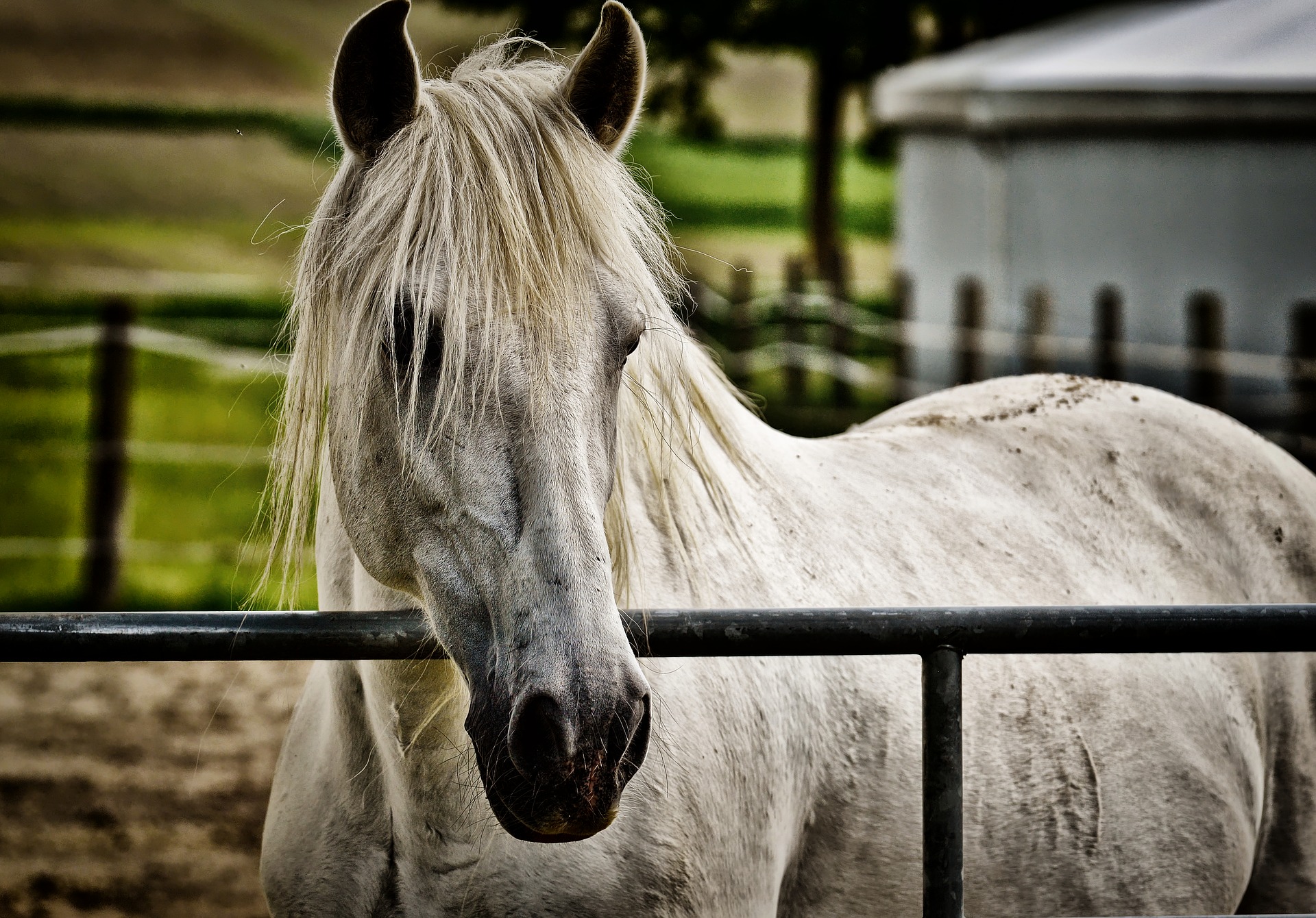 Старая лошадь. White Horse 4k.