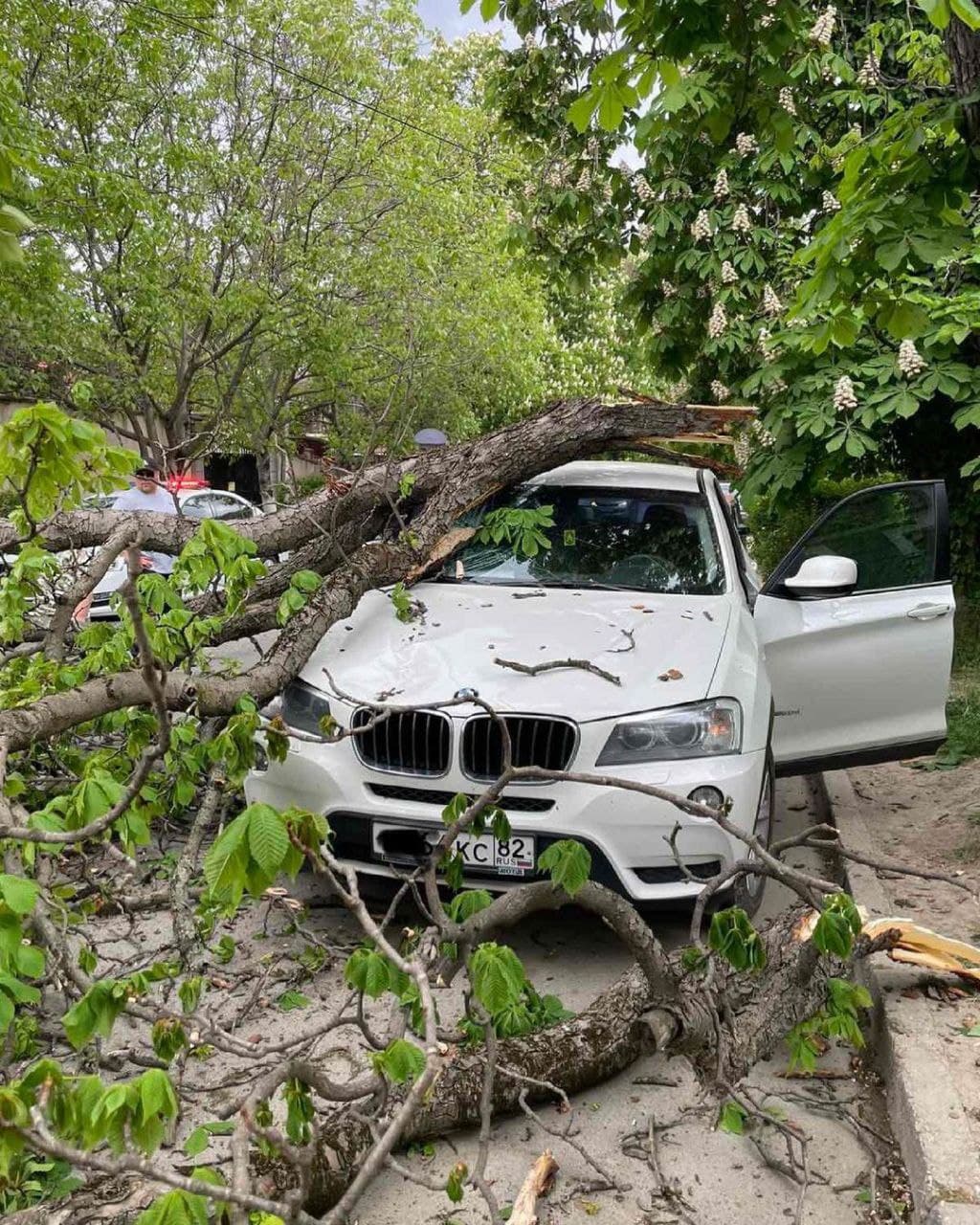 На улицах Симферополя деревья падают на автомобили