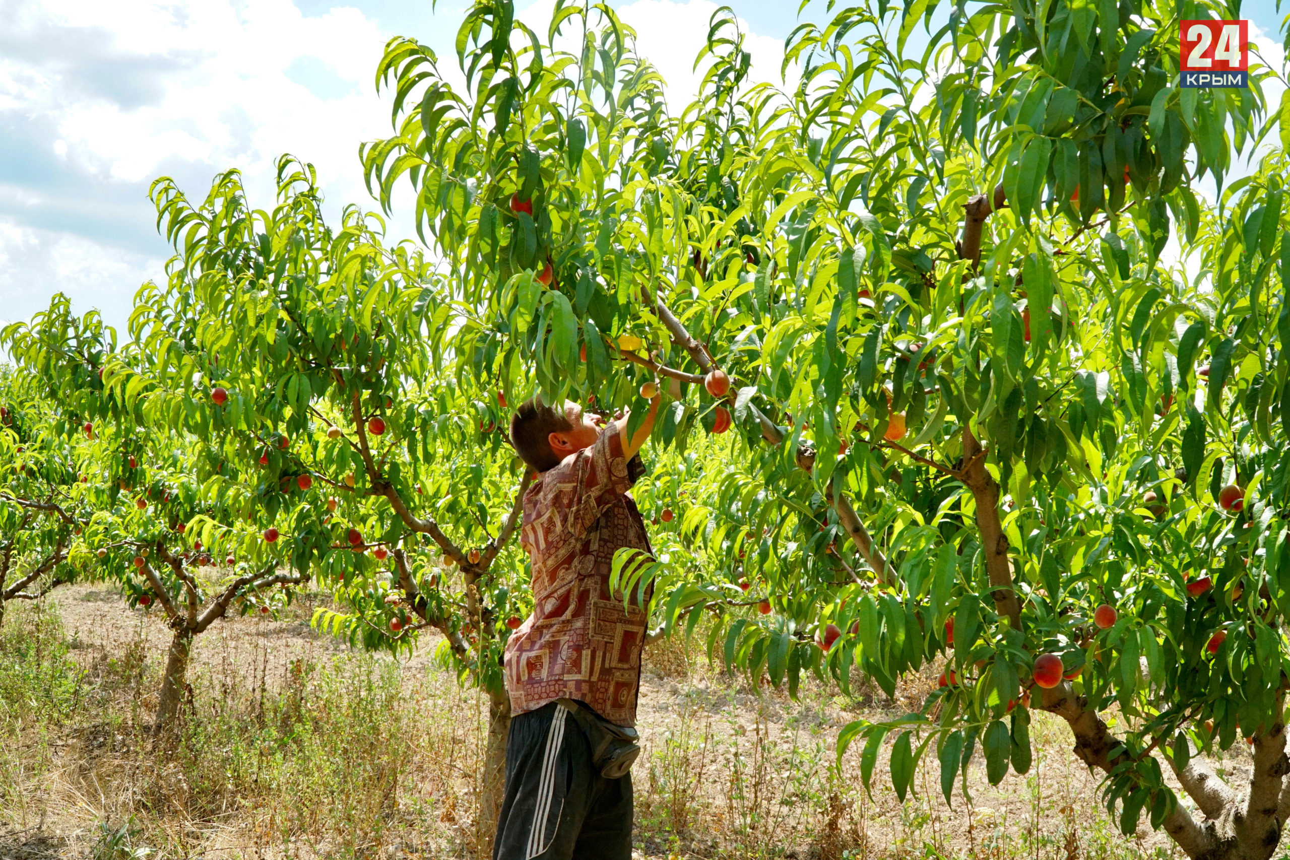 Урожайность персика с 1 дерева в Крыму