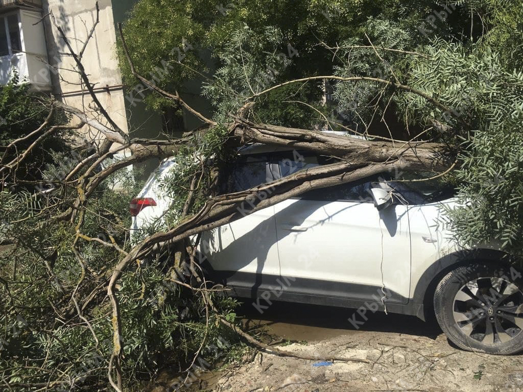 В Керчи на автомобиль упало дерево. Фото