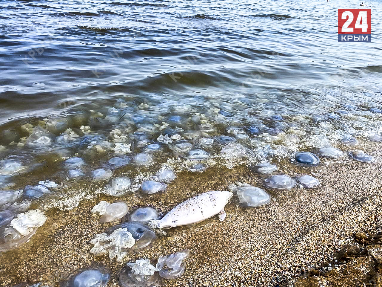 какая рыба водится в мертвом море