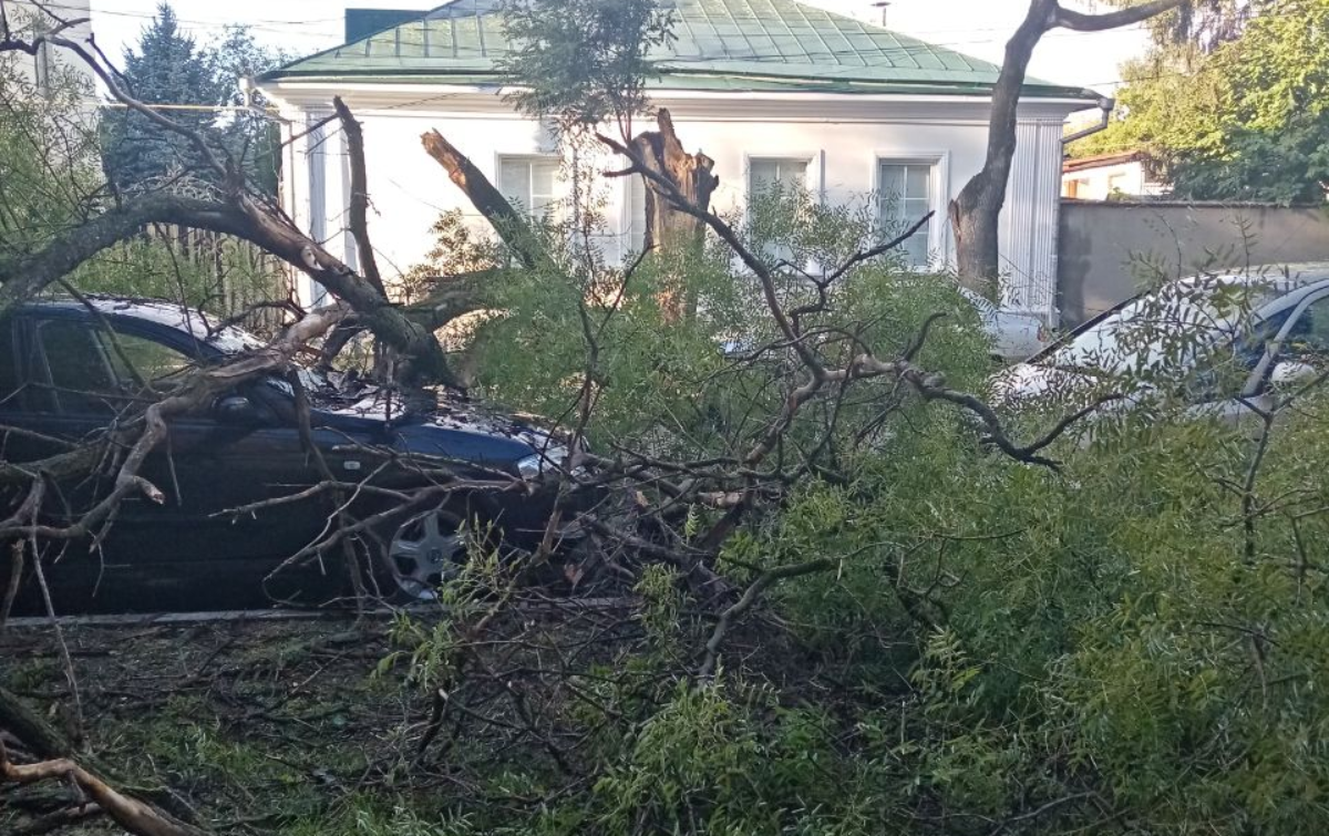 В Симферополе из-за ночного ветра на машины упало дерево