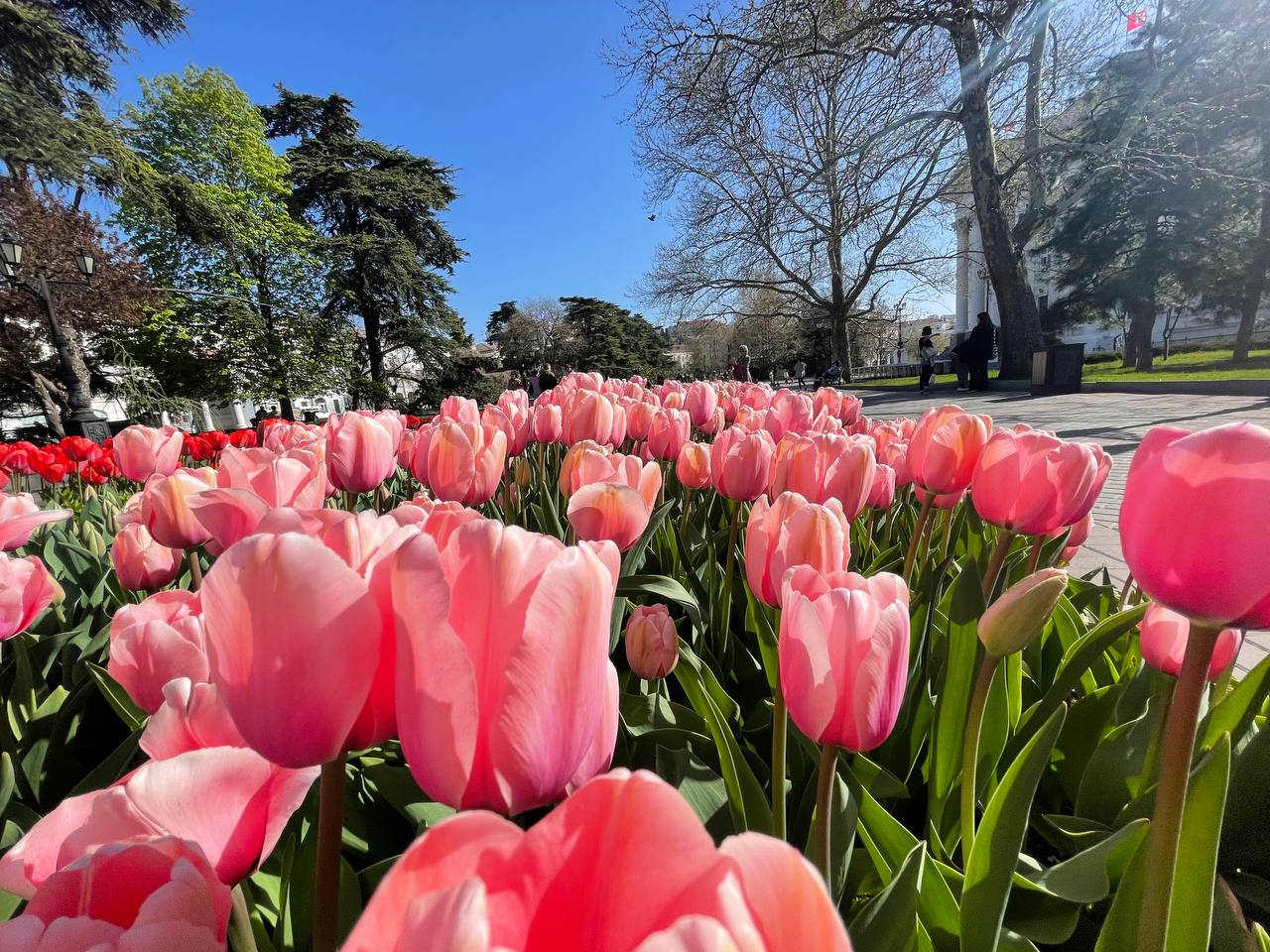 Песня в тихом парке расцвели тюльпаны. Ливан тюльпаны. Тюльпаны Севастополь. Тюльпаны в центре Севастополя. Севастополь парк с тюльпанами.