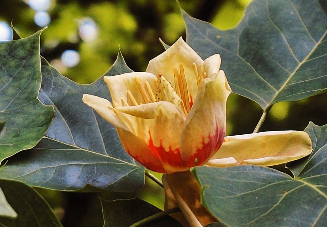 Тюльпанное дерево фото и описание