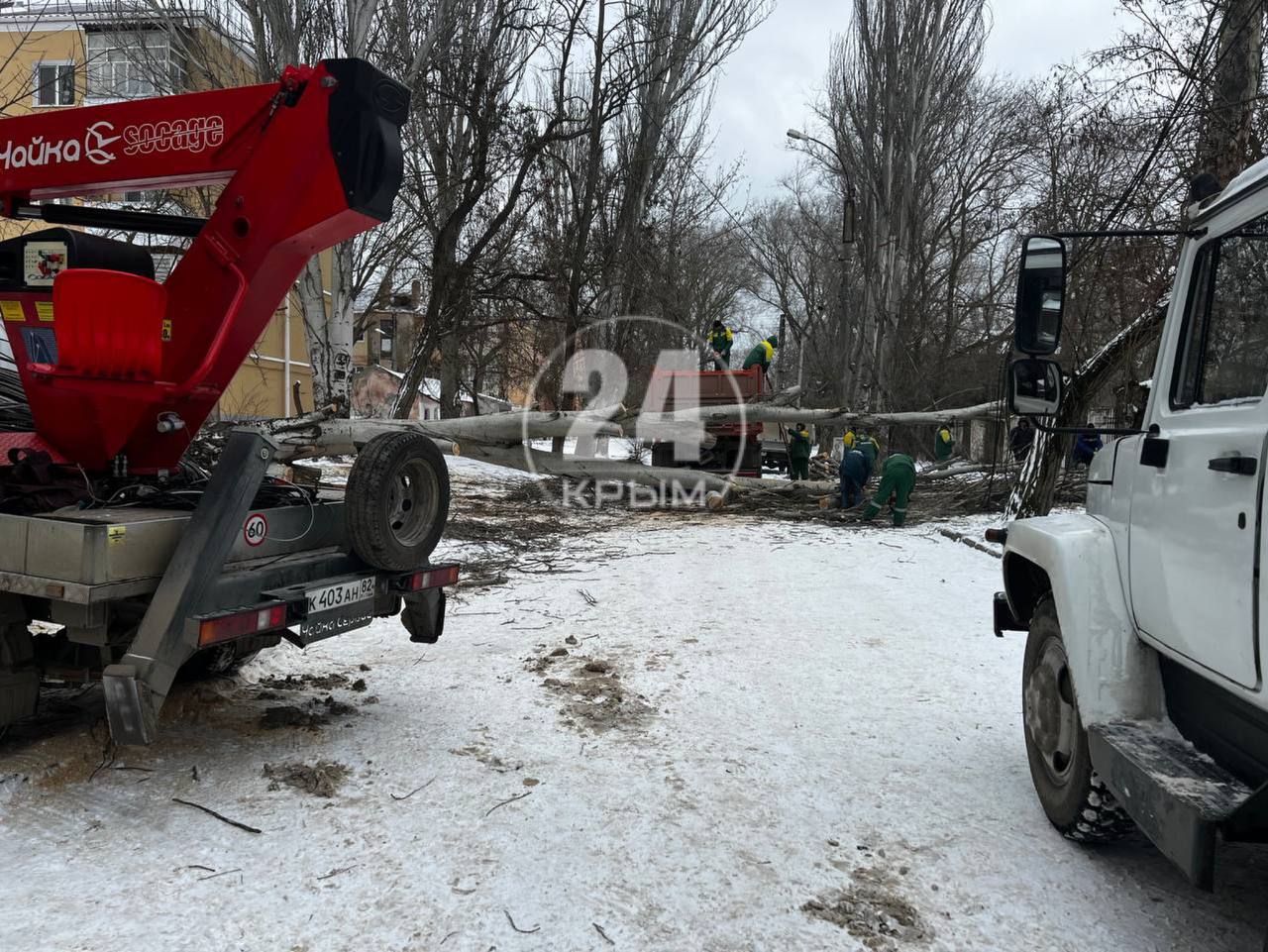 В Керчи из-за сильного ветра тополь упал на линию электропередач