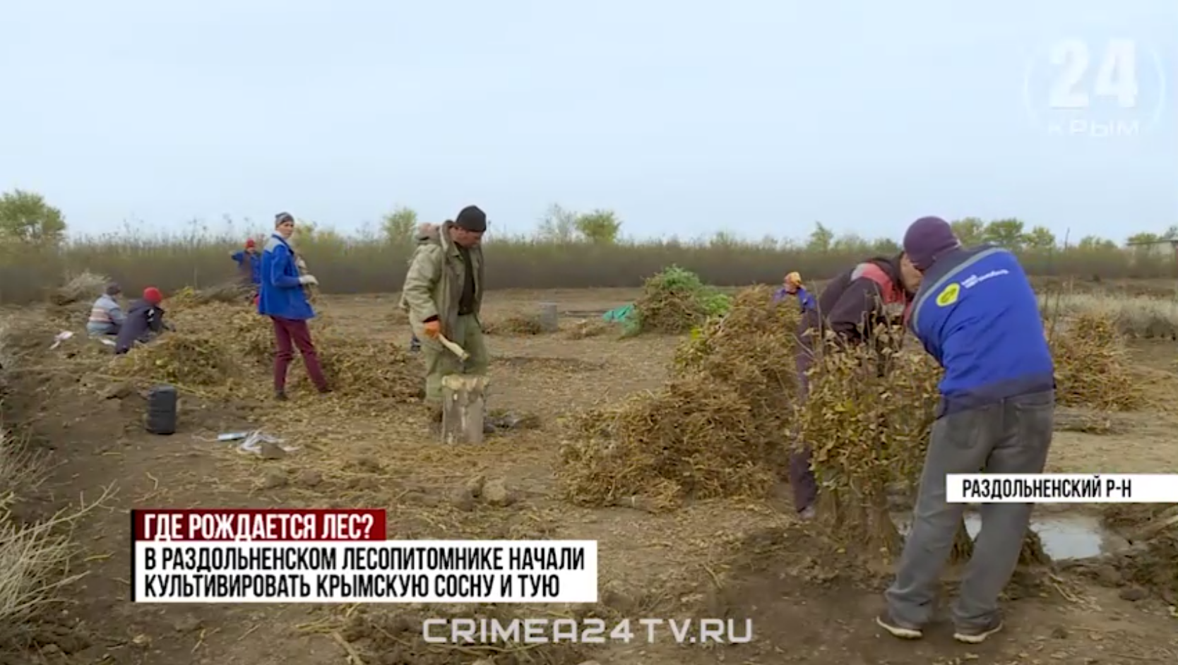 В Раздольненском районе высадят почти сто гектаров деревьев