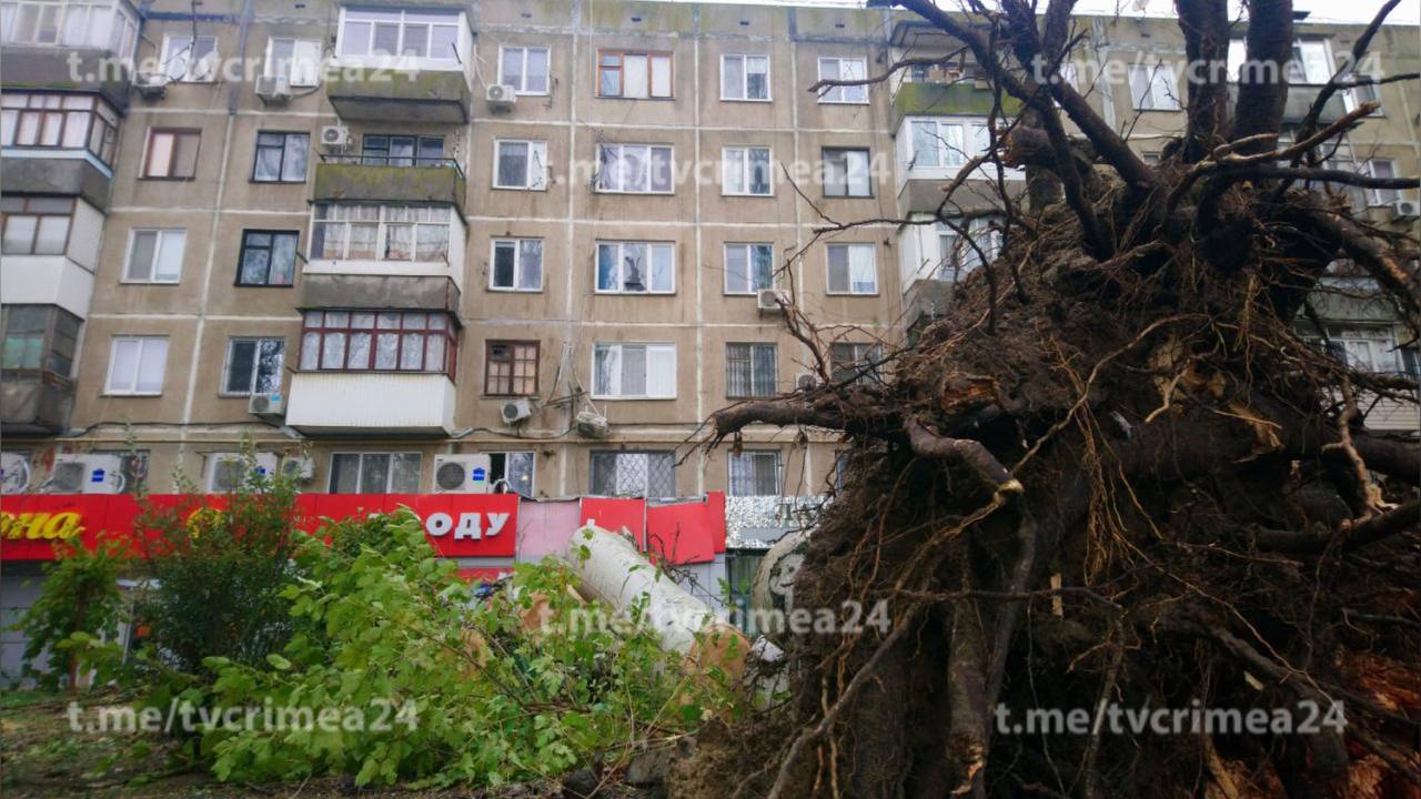 В Керчи упавшее дерево выбило окно в доме: пострадала девочка-подросток