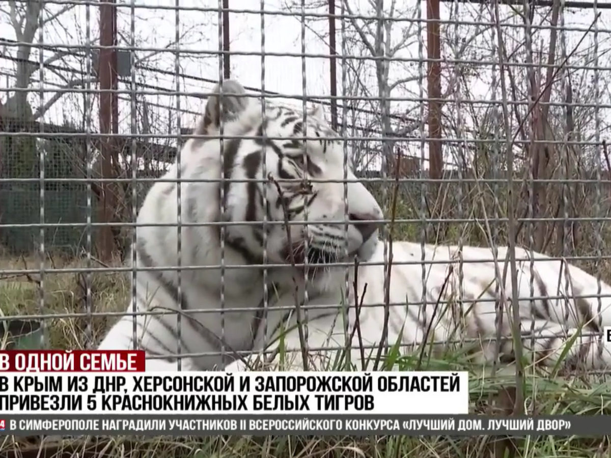 В Крым из ДНР, Херсонской и Запорожской областей привезли пять  краснокнижных белых тигров