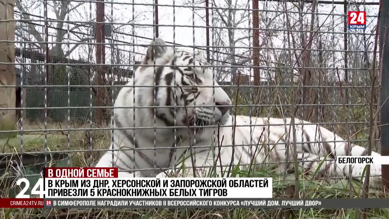 В Крым из ДНР, Херсонской и Запорожской областей привезли пять  краснокнижных белых тигров