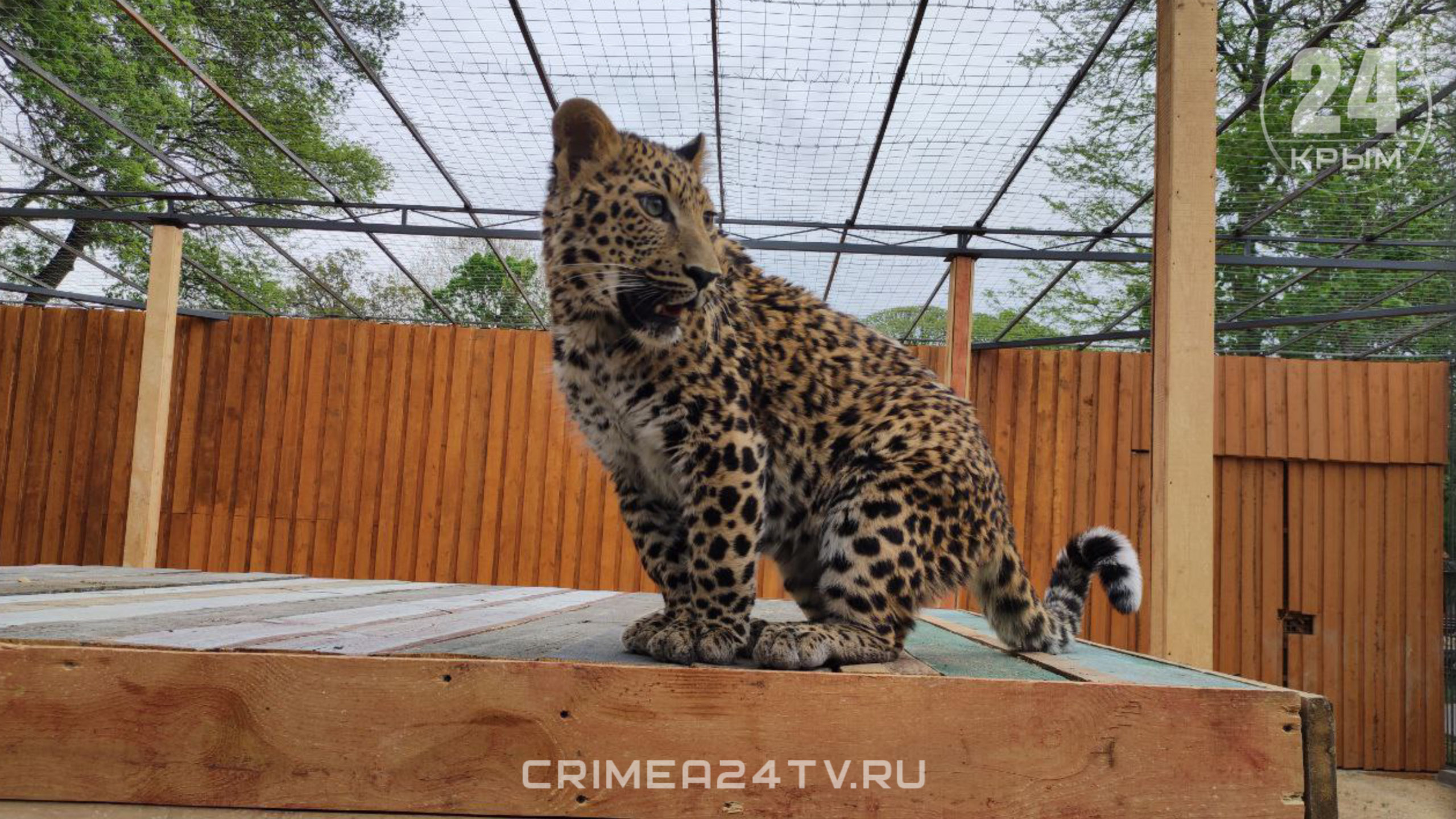 Леопарда Маркизу в зооуголке Симферополя переселили в собственный вольер